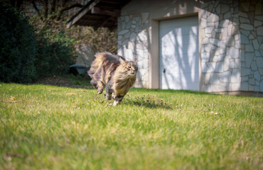 Norwegische Waldkatze im Sprint