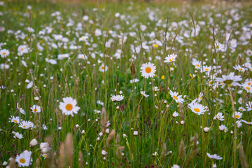 Beautiful meadow in springtime full of flowering daisies with white yellow blossom and green grass - oxeye daisy, leucanthemum vulgare, dox-eye, common daisy, dog daisy, moon daisy - concept garden - obrazy, fototapety, plakaty