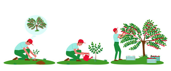 Cherry tree care illustrations set. The gardener has planted a plant. Watering a cherry tree from a watering can. The gardener collects cherries in boxes. Flat vector illustration. © Natali S
