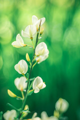 kwitnący żarnowiec biały