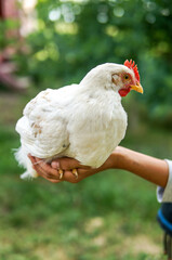 white chicken in boy hand