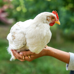 white chicken in boy hand