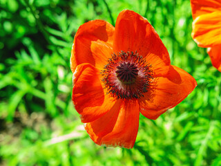 The above view of the beutiful red poppy flower in the grass. The spring or summer background. The concept of vivacity and unicity.