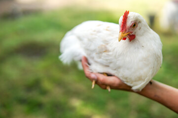 white chicken in boy hand