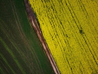Bird's eye view from a drone of a passing canola crop, aerial view of spring rapeseed flower field.