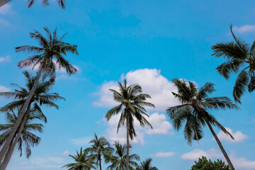 Plakat The pattern of Summer with Palm trees as the tropical beach and Sunny day as the cloudy and blue sky background-Travel concept