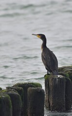 cormorants sit on a wooden breakwater 