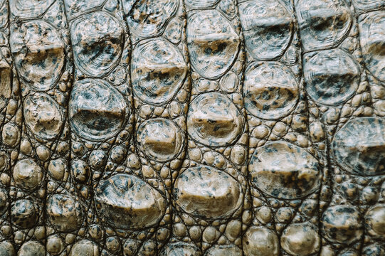 Detailed Of African Crocodile