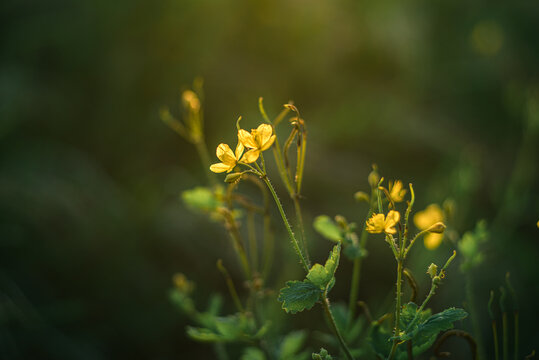 drobne żółte kwiatki na rozmytym zielonym tle