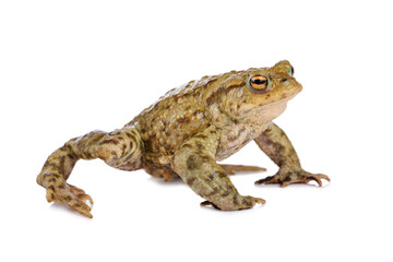 Obraz premium Common toad in defence stand, isolated on white background.