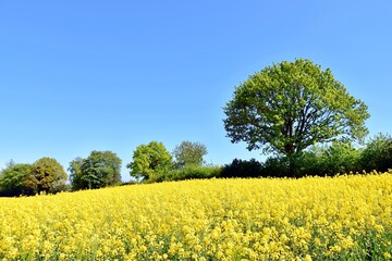 Knick in Damendorf mit hellem Baum