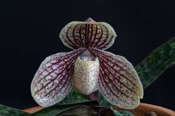 Close up view of beautiful purple red and creamy white flower of lady slipper orchid species paphiopedilum myanmaricum isolated on black background