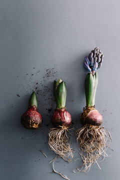 Set of Hyazinthen at different stages of growth