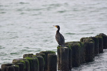 cormorants sit on a wooden breakwater 