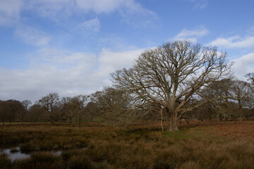 Fototapeta na wymiar ancient woodland and bog and shadows with bracken and winter bare trees against a clear blue sky