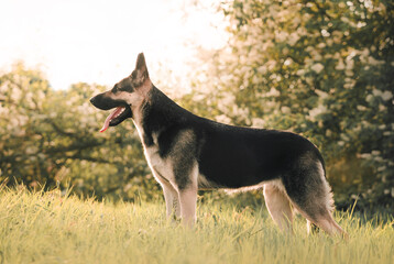 East european shepherd portrait summer standing bokeh