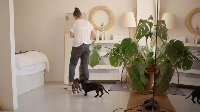 Warm home atmosphere. A pretty young woman in white t-shirt and grey jeans washes the mirror. Two dachshund puppies are playing near. Still shot high quality video.