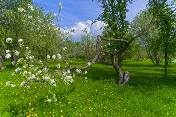 A blooming old apple tree with a bizarrely curved and twisted trunk.