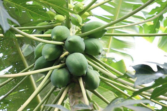 tasty and healthy green raw papaya on tree