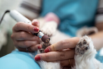 Crop veterinary groomer using grinder polishing pet nails in contemporary salon