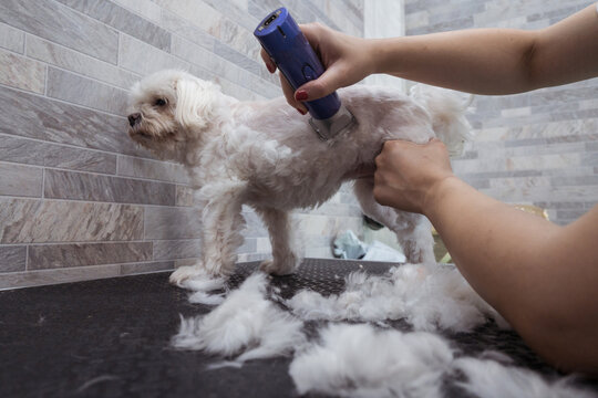 Woman groomer trimming fur of obedient small dog in modern veterinary studio