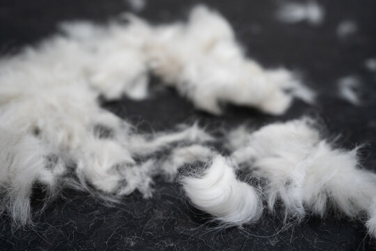 Heap of white fluffy pet fur on dark textile surface