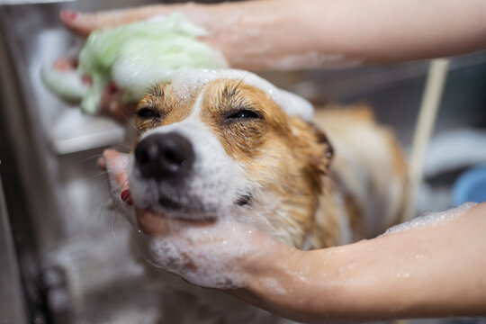 Crop woman washing obedient brown small dog with shampoo in metal tub in veterinary clinic
