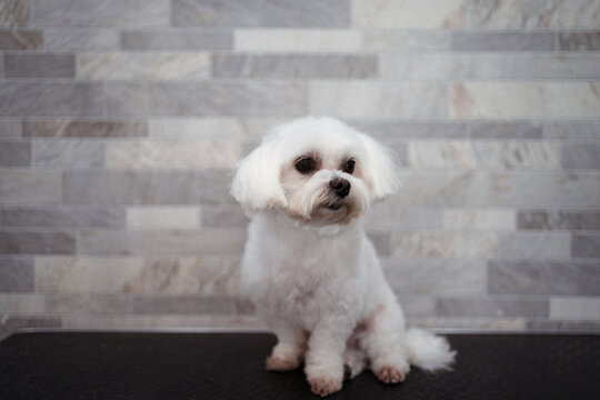 Maltese dog after clipping fur in grooming salon