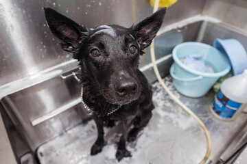 Curious wet small black dog in grooming salon