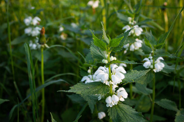 nettle blossom