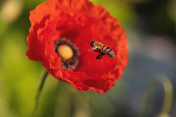 bee flies to the red poppy
