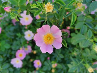 Obraz premium Pink flowers in the garden. Flowers and leaves in nature.