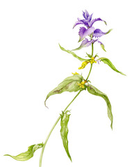 The forest flower is purple and yellow in color. Watercolour illustration.