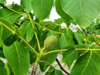 Walnuts on the tree branch. Walnut tree and walnut leaves.