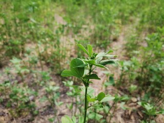 Clover plant. Green clover plant. Clover garden.