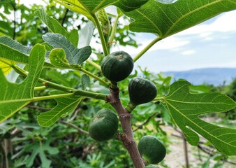Fig on tree branch. Fig tree and fig leaves.