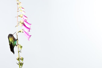 Hummingbird Flying Around A Beautiful Flower