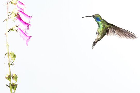 Hummingbird Flying Around A Beautiful Flower