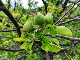 Apple, Small green and unripe apples.