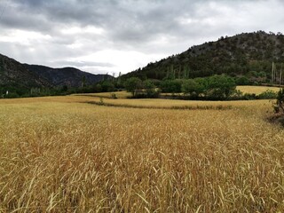 Obraz premium Field of wheat. Yellow wheat. Nature landscape and background.
