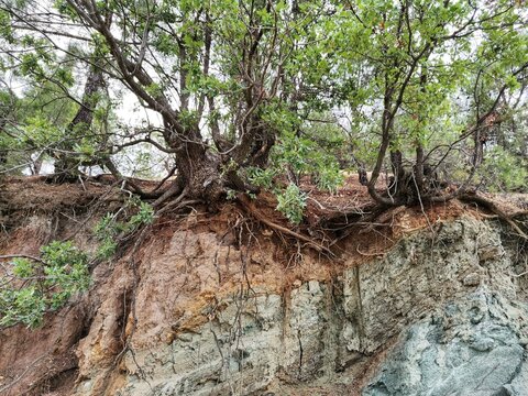 oak, roots, trunk, zuid-limburg, mergel, marlstone, netherlands

