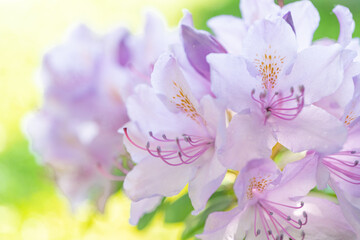 Beautiful flowers of alpine rose. Rhododendron..Close-up