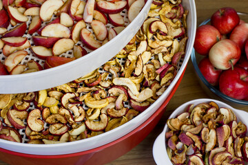 Harvesting dried apples on an electric dryer.