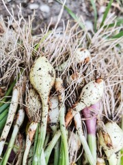Green spring onions. Onion garden. Fresh onions.