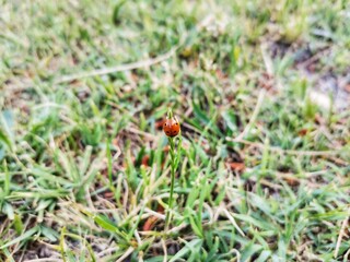 Ladybug. ladybug in the garden. Nature and nature. Background.