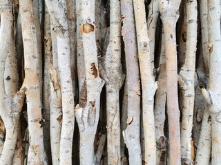 Dried thin tree branches. sticks. tree branches.