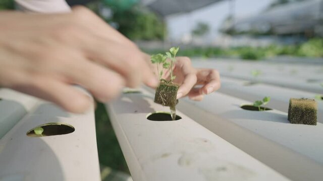 Female hand showing young celery plant on cultivation growing sponge and roots on the hydroponic rack, gently care of seedling plant roots, running water ventilation, outdoor organic vegetable growing