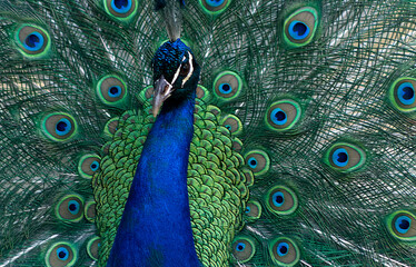 Obraz premium Portrait of beautiful peacock with feathers out ( brightly bird).