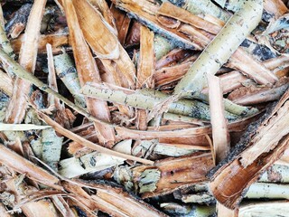 Tree bark. Bark from trees. Shells to be burned.