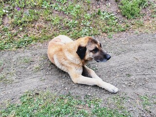Dog. The dog in the garden. Sitting dog.